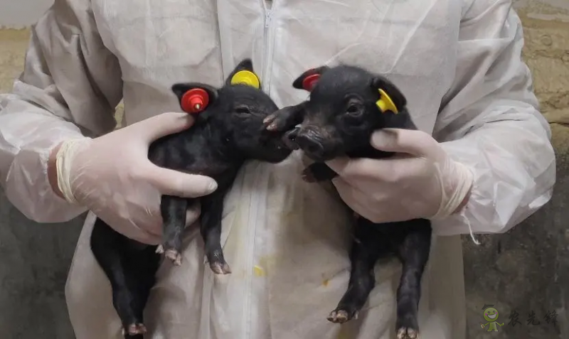 國內首次！14頭克隆豬誕生