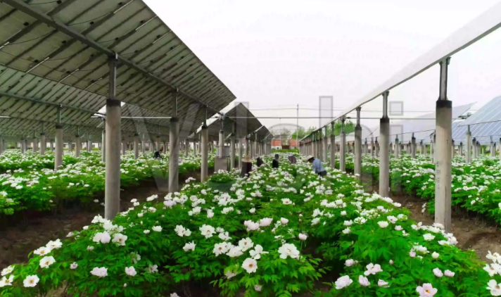 光伏農業:政策利好,鄉村振興加速器,但商業模式有待升級 光伏農業:政策利好,鄉村振興加速器,但商業模式有待升級