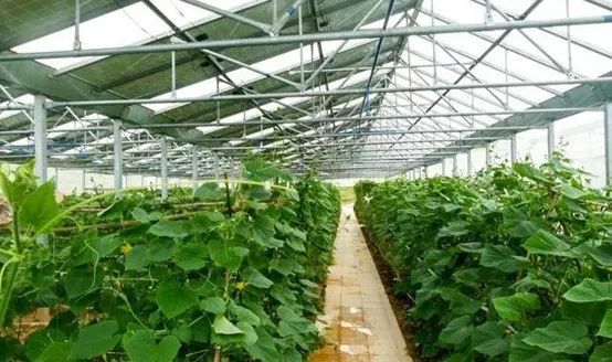 光伏農業:政策利好,鄉村振興加速器,但商業模式有待升級 光伏農業:政策利好,鄉村振興加速器,但商業模式有待升級