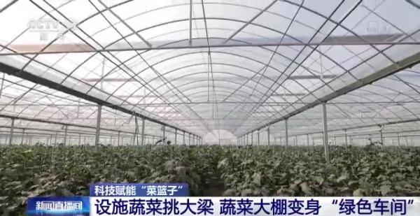 科技賦能“菜籃子”！看蔬菜大棚如何變身“綠色車間”