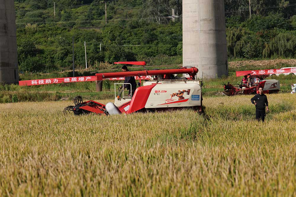 1251.5公斤!超級稻高產新紀錄在四川德昌誕生 1251.5公斤!超級稻高產新紀錄在四川德昌誕生